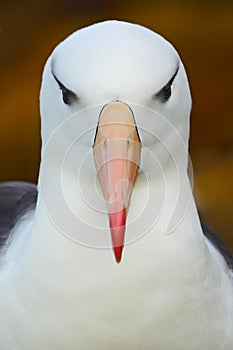 Beautiful sea bird Black-browed albratross. Deatil of albatross. Bird portrait. Albatross sitting on the cliff. Albatross from photo