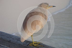 Beautiful sea bird enjoying sunrise on jetty on tropical island