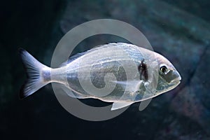 Beautiful sea bream, gilt-head or orata