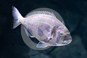 Beautiful sea bream, gilt-head or orata