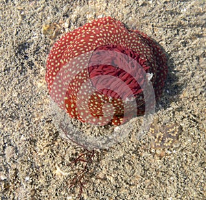 Beautiful sea creature