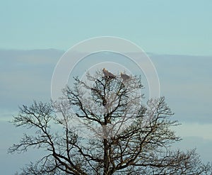 Beautiful sea eagle birds on tree branch, Lithuania