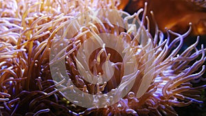 Beautiful sea flower in underwater world with corals and fish.