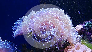 Beautiful sea flower in underwater world with corals and fish.