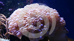 Beautiful sea flower in underwater world with corals and fish.