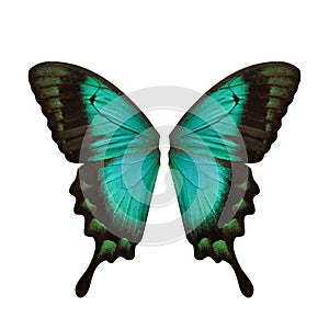 Beautiful sea green swallowtail butterfly wings on background
