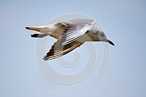 The beautiful sea gull is flying in blue sky