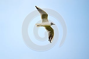 The beautiful sea gull is hovering in blue sky