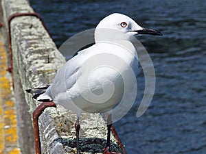Beautiful sea gull on pier railing