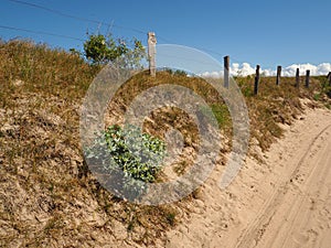 Beautiful sea holly Eryngium maritimum on a dune