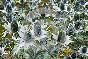 Beautiful Sea holly flowers in silver white color