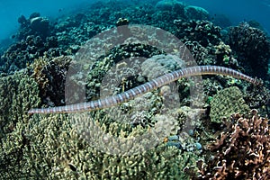 Beautiful Sea Krait and Coral Reef in Banda Sea, Indonesia