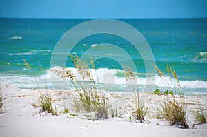 Beautiful sea oats along aqua colored ocean shoreline with waves