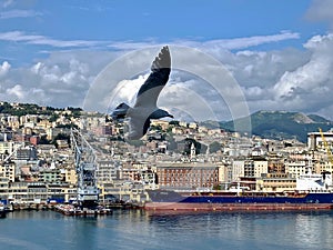 the beautiful sea port and harbor of Genoa, Italy in aerial view. architecture, travel and tourism concept