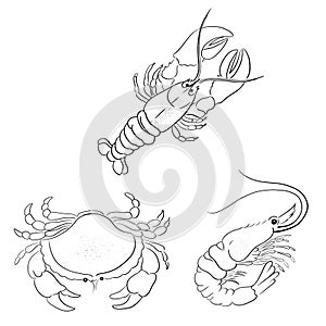 Beautiful Sea Set Seafish animal vector illustration