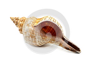 Beautiful Sea Shell