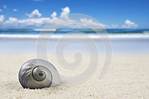 Beautiful sea shell on the beach