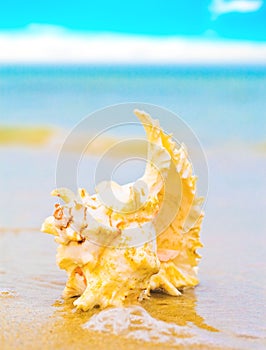Beautiful sea shell on a beach