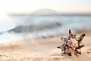 Beautiful sea shell on beach. Space for text