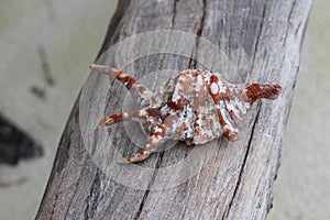 Beautiful sea shell on clean wood on the beach