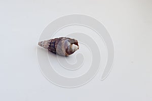 Beautiful sea shell Conus geographus on a white background