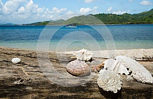 Beautiful sea shell, coral with blue ocean and white sand beach.