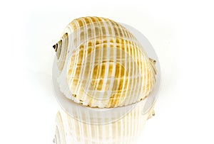 Beautiful sea shell,Galea Tonna, on white background For posters, sites, business cards, postcards, interior design, labe