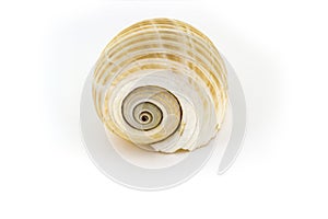 Beautiful sea shell,Galea Tonna, on white background For posters, sites, business cards, postcards, interior design, labe