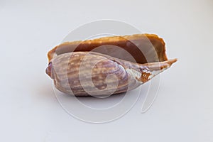 Beautiful sea shell from Morroco on a white background