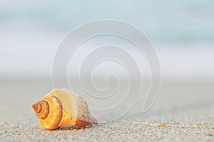 Beautiful sea shell on sand with wave of on the beach