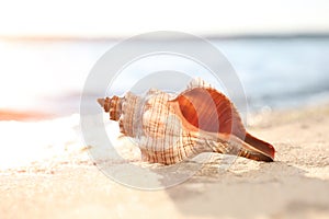 Beautiful sea shell on sandy beach