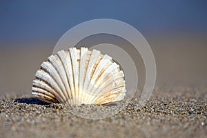 Beautiful sea shell on sandy beach