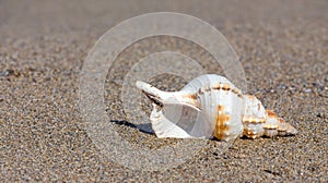 Beautiful sea shell on sandy beach