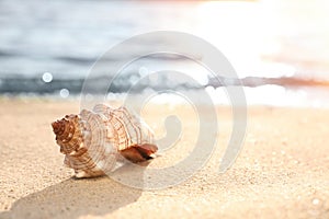 Beautiful sea shell on sandy beach. Space for text
