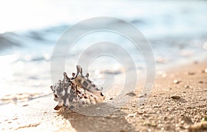 Beautiful sea shell on sandy beach. Space for text