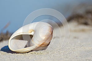 Beautiful sea shell on a sandy beach. Spiral curls of a seashell close up