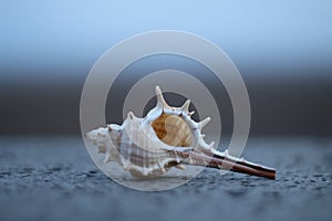 Beautiful sea shell by wall photo