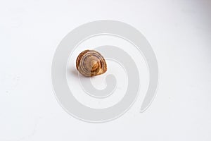 Beautiful sea shell on a white background