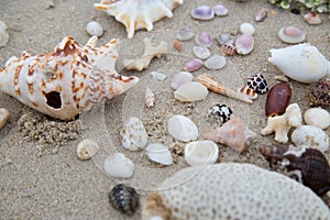 Beautiful sea shells.