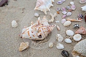 Beautiful sea shells.