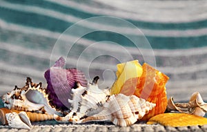 Beautiful sea shells on a background of turquoise waves