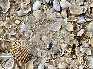 Sea shells in Praia do Barril beach in the Ria Formosa natural park in Luz de Tavira photo