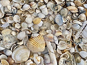 Sea shells in Praia do Barril beach in the Ria Formosa natural park in Luz de Tavira photo