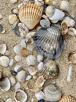 Sea shells in Praia do Barril beach in the Ria Formosa natural park in Luz de Tavira photo