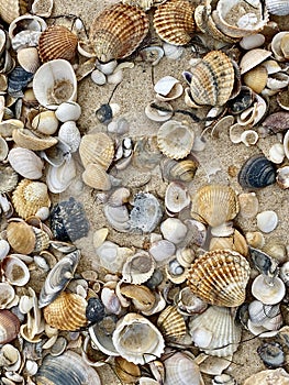 Sea shells in Praia do Barril beach in the Ria Formosa natural park in Luz de Tavira photo