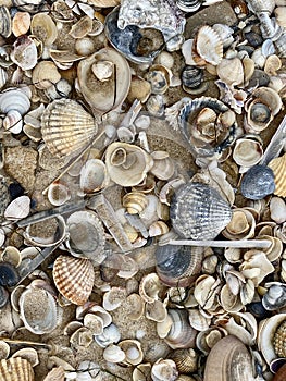 Sea shells in Praia do Barril beach in the Ria Formosa natural park in Luz de Tavira photo