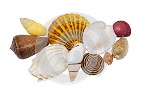 Beautiful sea shells on a white background