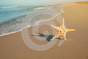 Beautiful sea star in sand on beach, space for text