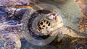 Beautiful sea turtle breathing fresh air