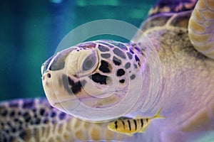 Beautiful sea turtle close up